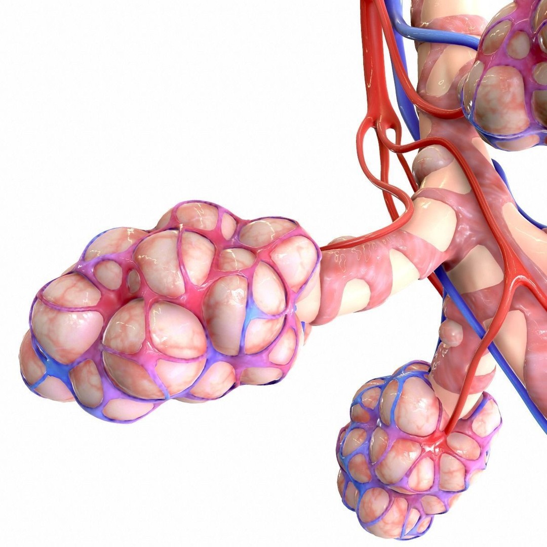 Realistic Human Bronchi Alveoli Anatomy 3D Model – PBR Medical Asset, FBX, OBJ - View 12