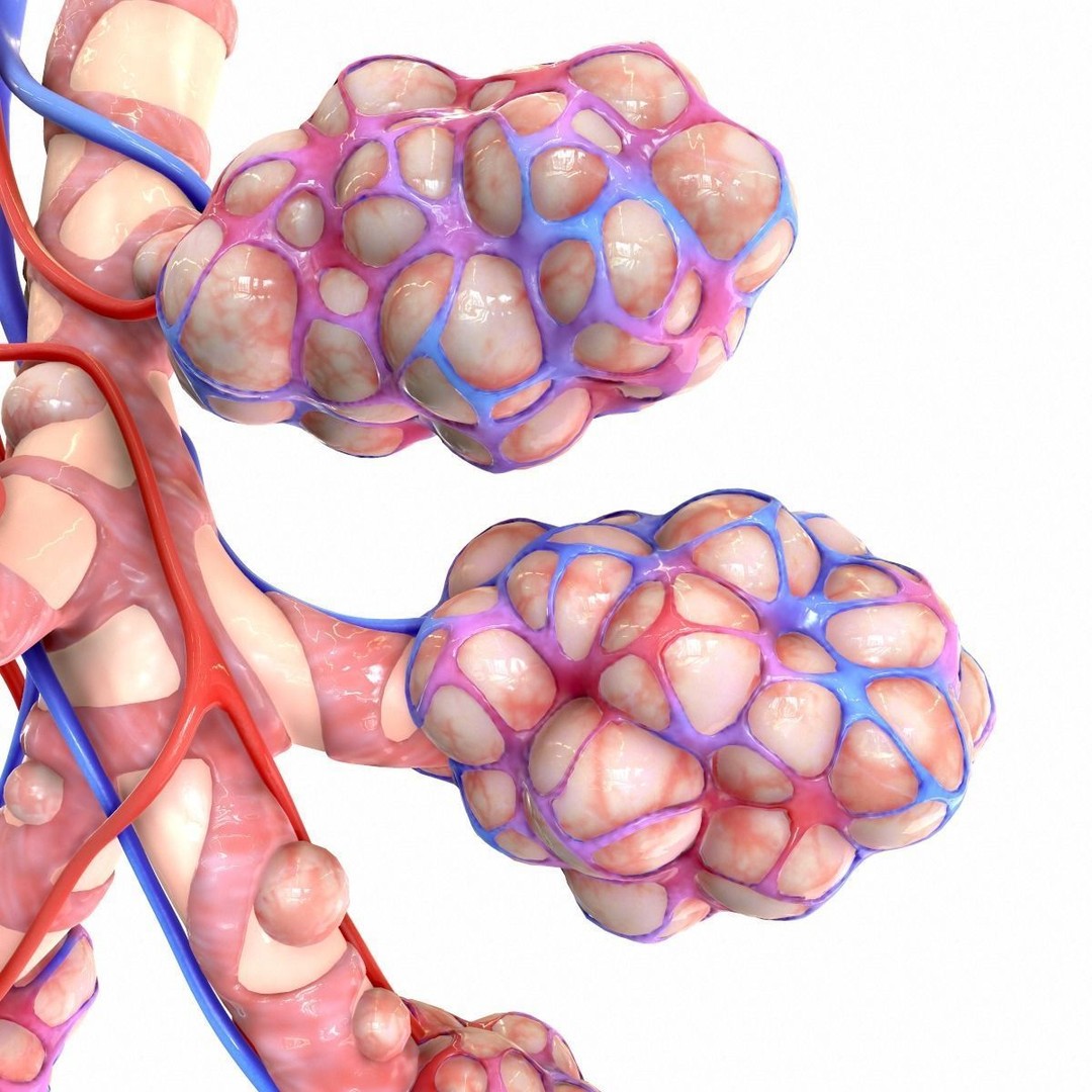 Realistic Human Bronchi Alveoli Anatomy 3D Model – PBR Medical Asset, FBX, OBJ - View 13