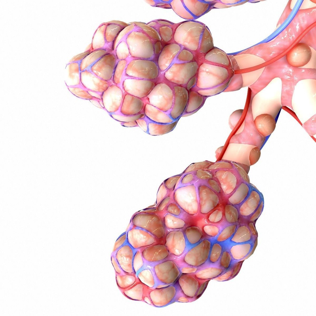Realistic Human Bronchi Alveoli Anatomy 3D Model – PBR Medical Asset, FBX, OBJ - View 14
