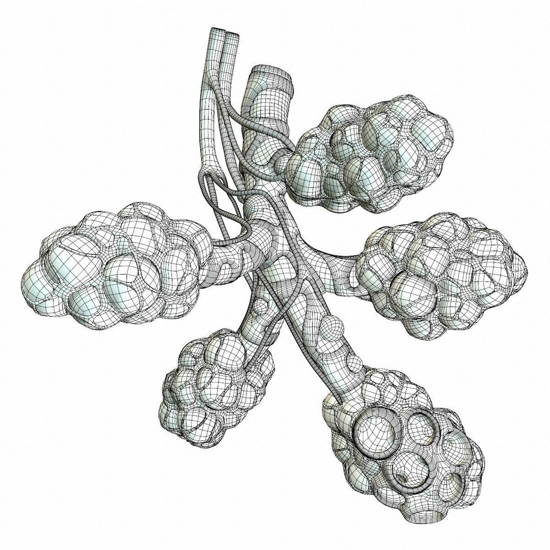 Realistic Human Bronchi Alveoli Anatomy 3D Model – PBR Medical Asset, FBX, OBJ - View 15
