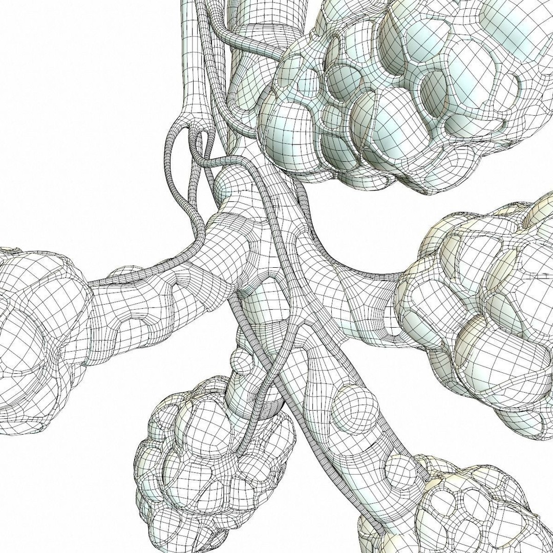 Realistic Human Bronchi Alveoli Anatomy 3D Model – PBR Medical Asset, FBX, OBJ - View 17