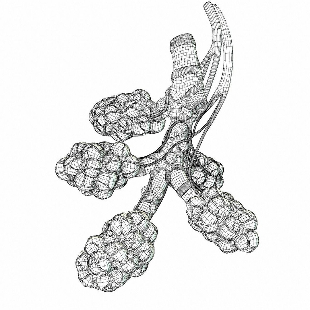 Realistic Human Bronchi Alveoli Anatomy 3D Model – PBR Medical Asset, FBX, OBJ - View 18