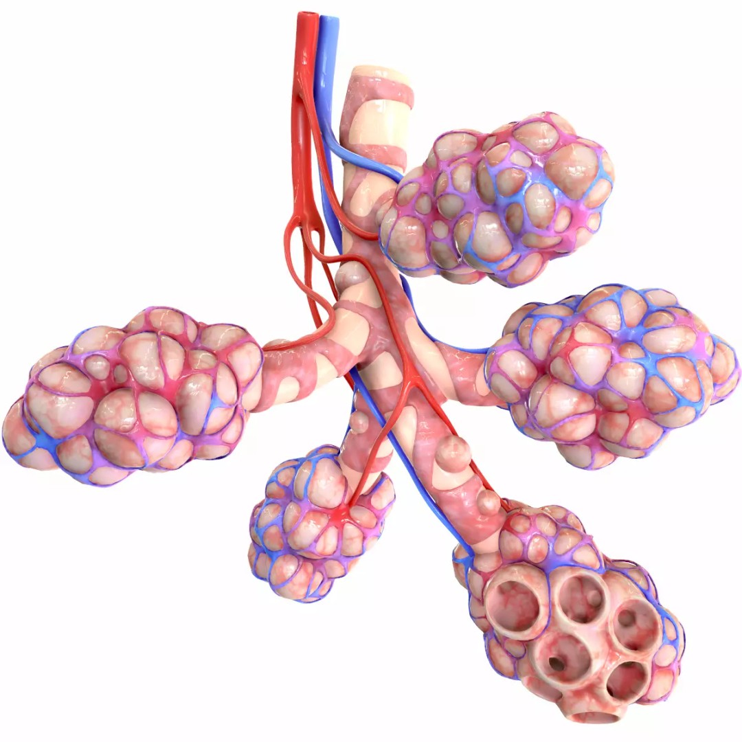 Realistic Human Bronchi Alveoli Anatomy 3D Model – PBR Medical Asset, FBX, OBJ - View 2