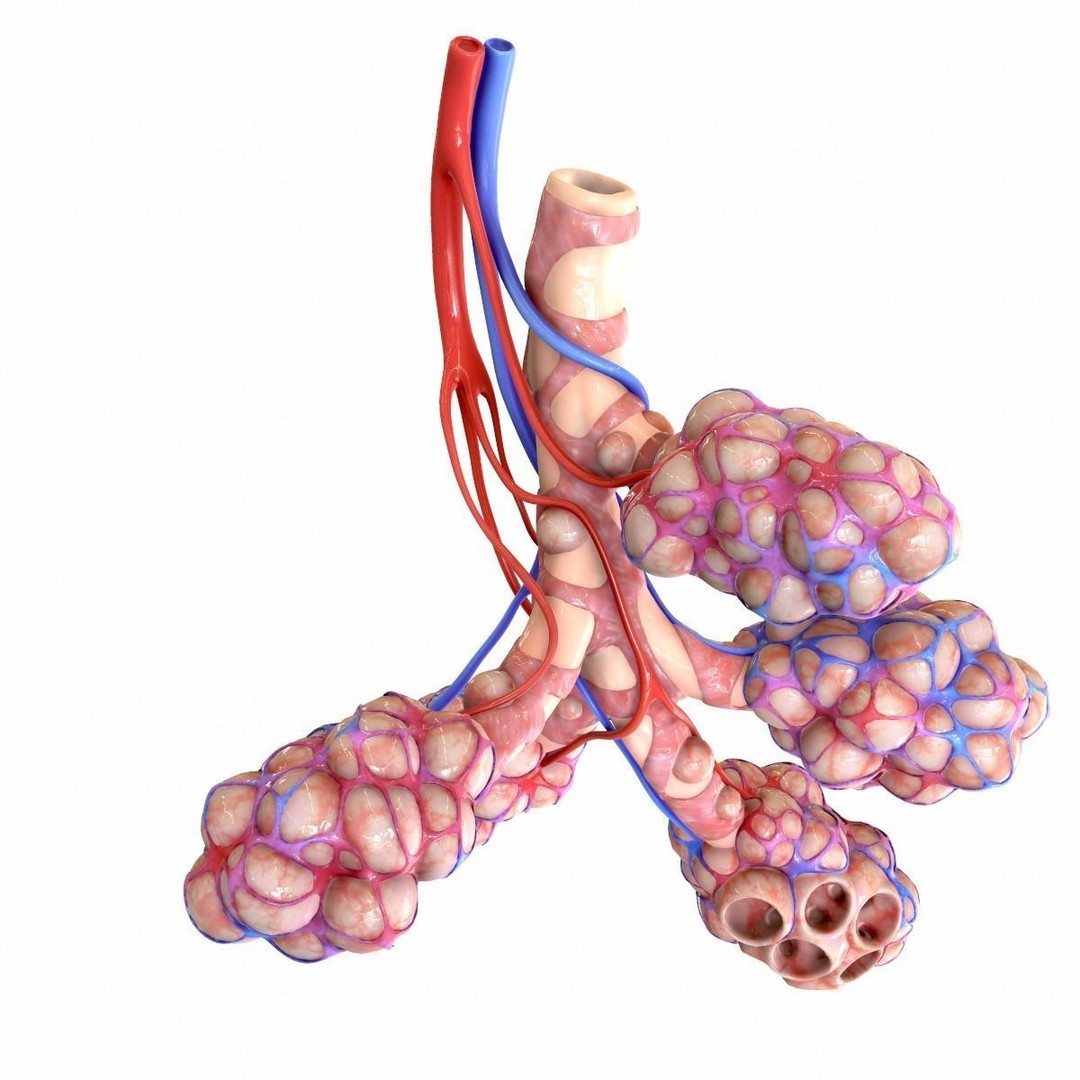 Realistic Human Bronchi Alveoli Anatomy 3D Model – PBR Medical Asset, FBX, OBJ - View 3