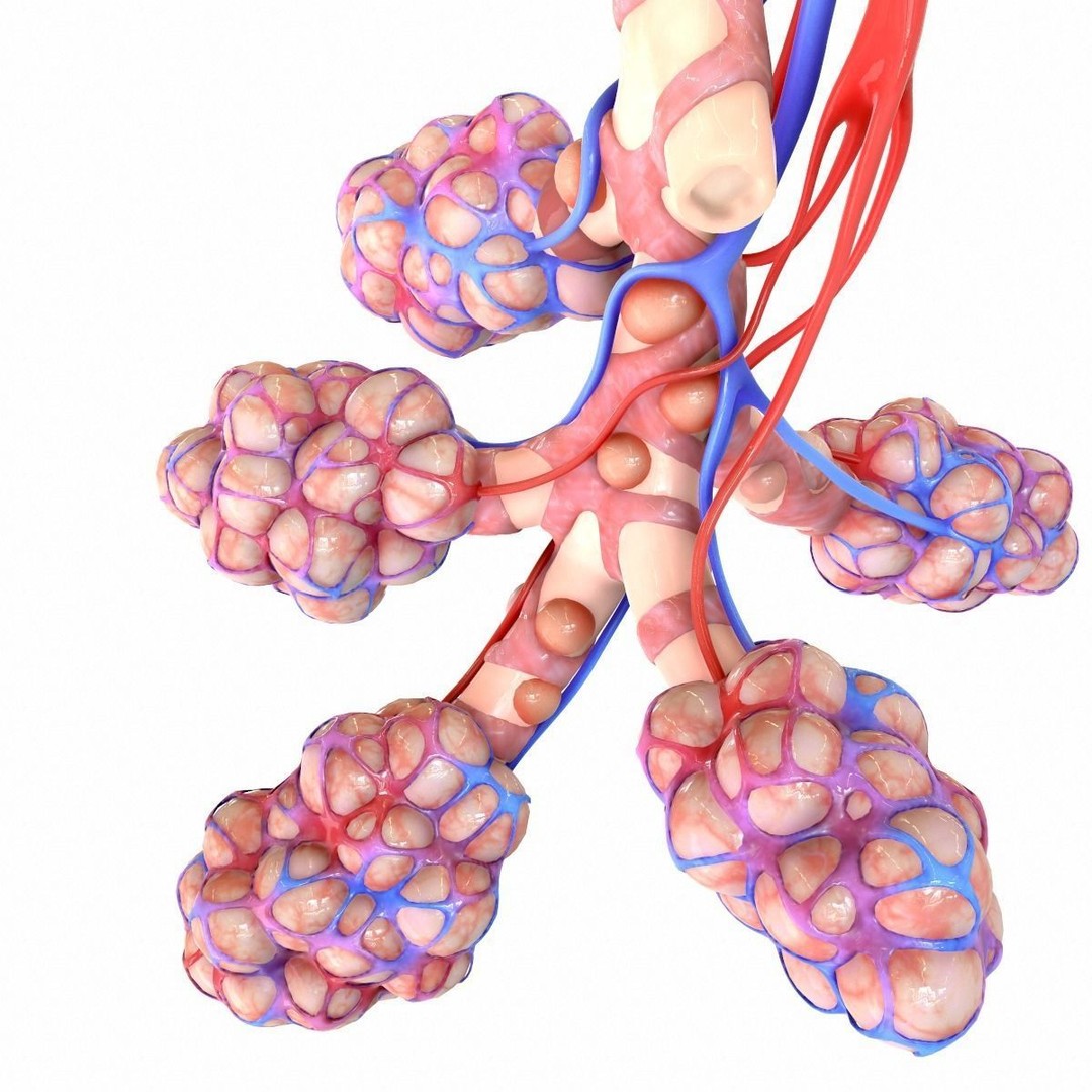 Realistic Human Bronchi Alveoli Anatomy 3D Model – PBR Medical Asset, FBX, OBJ - View 4