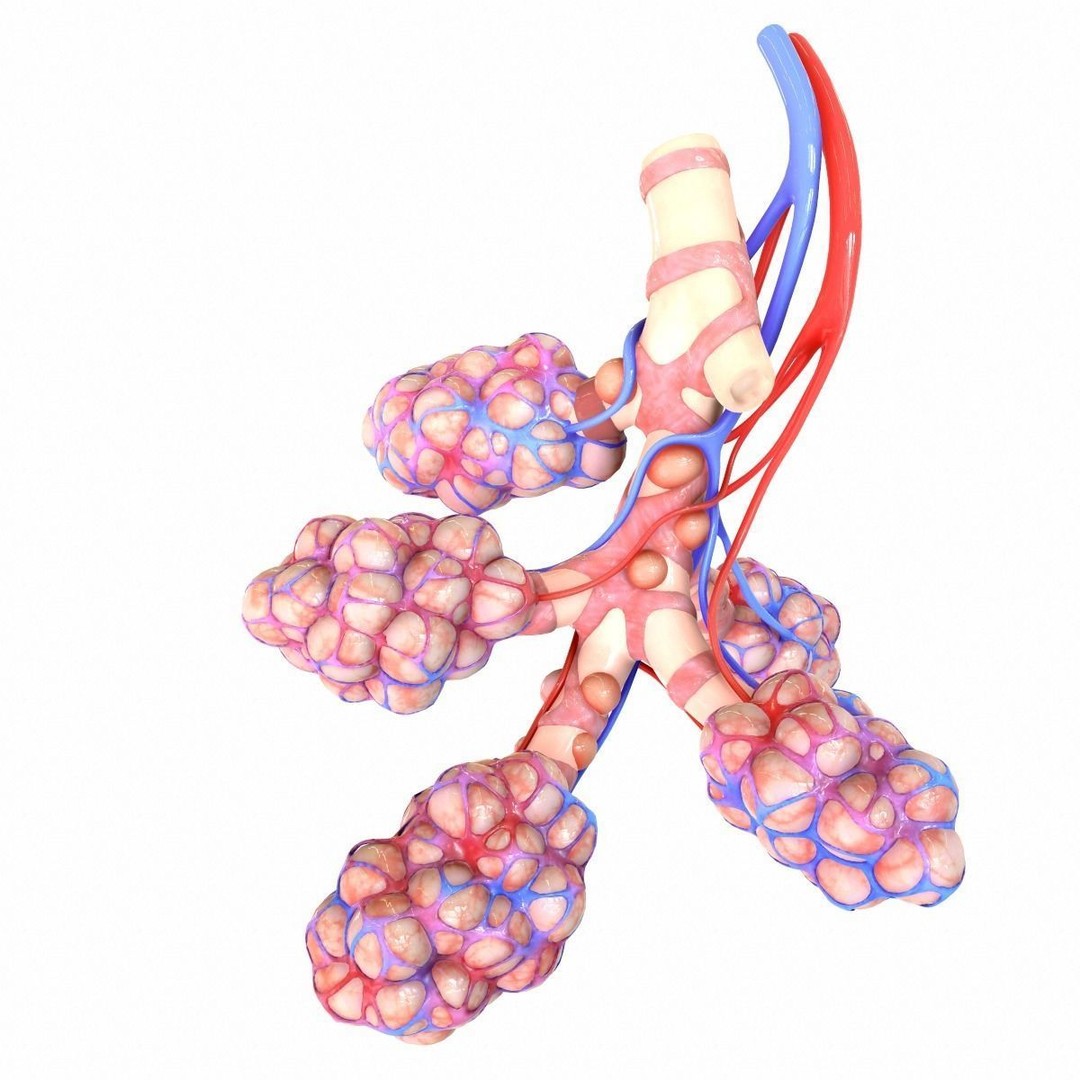 Realistic Human Bronchi Alveoli Anatomy 3D Model – PBR Medical Asset, FBX, OBJ - View 5