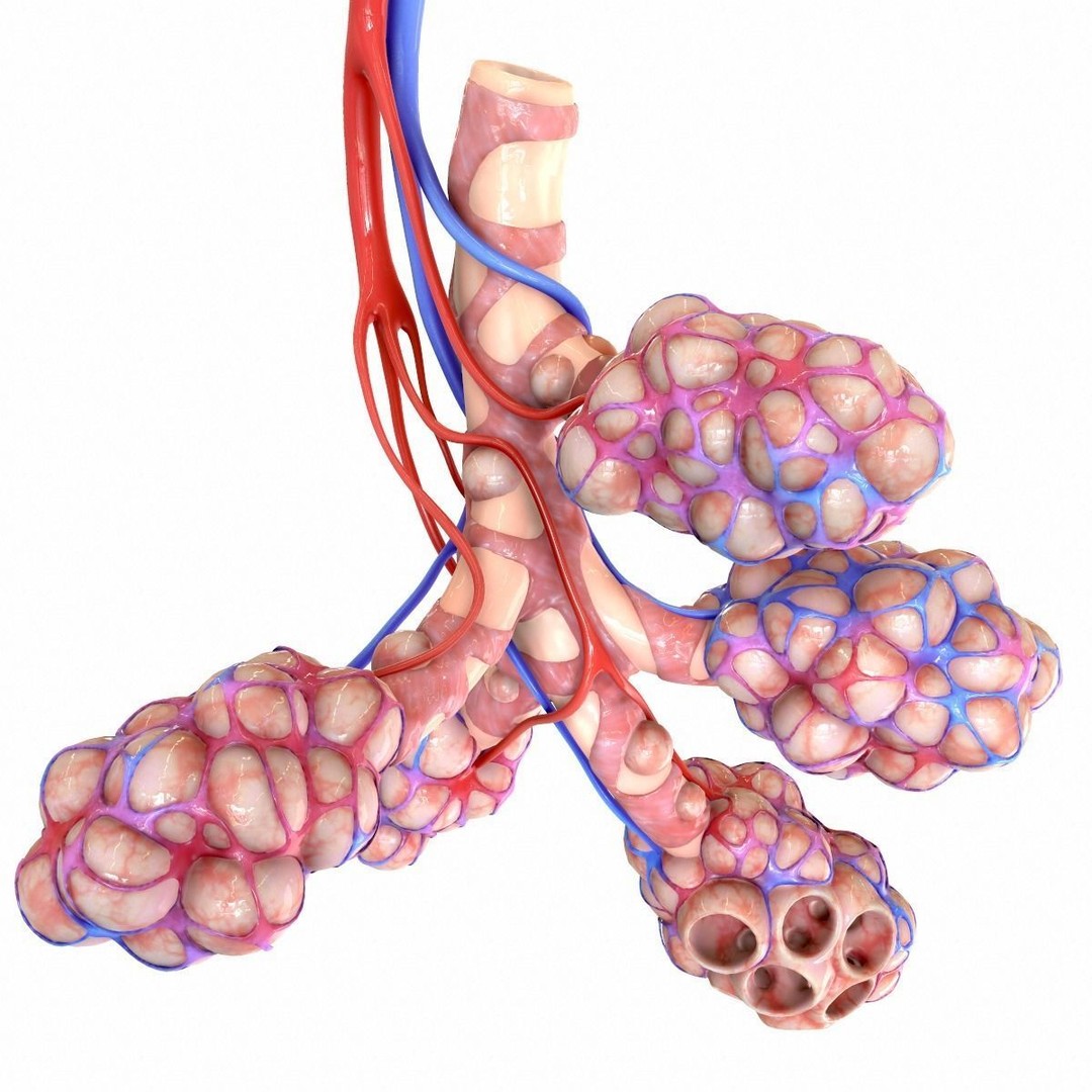 Realistic Human Bronchi Alveoli Anatomy 3D Model – PBR Medical Asset, FBX, OBJ - View 6