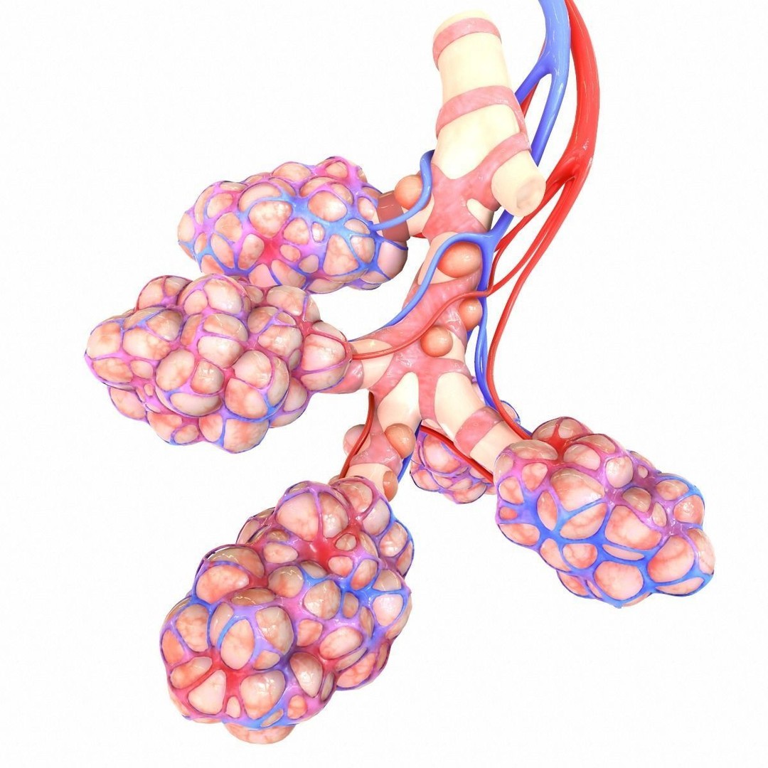 Realistic Human Bronchi Alveoli Anatomy 3D Model – PBR Medical Asset, FBX, OBJ - View 7