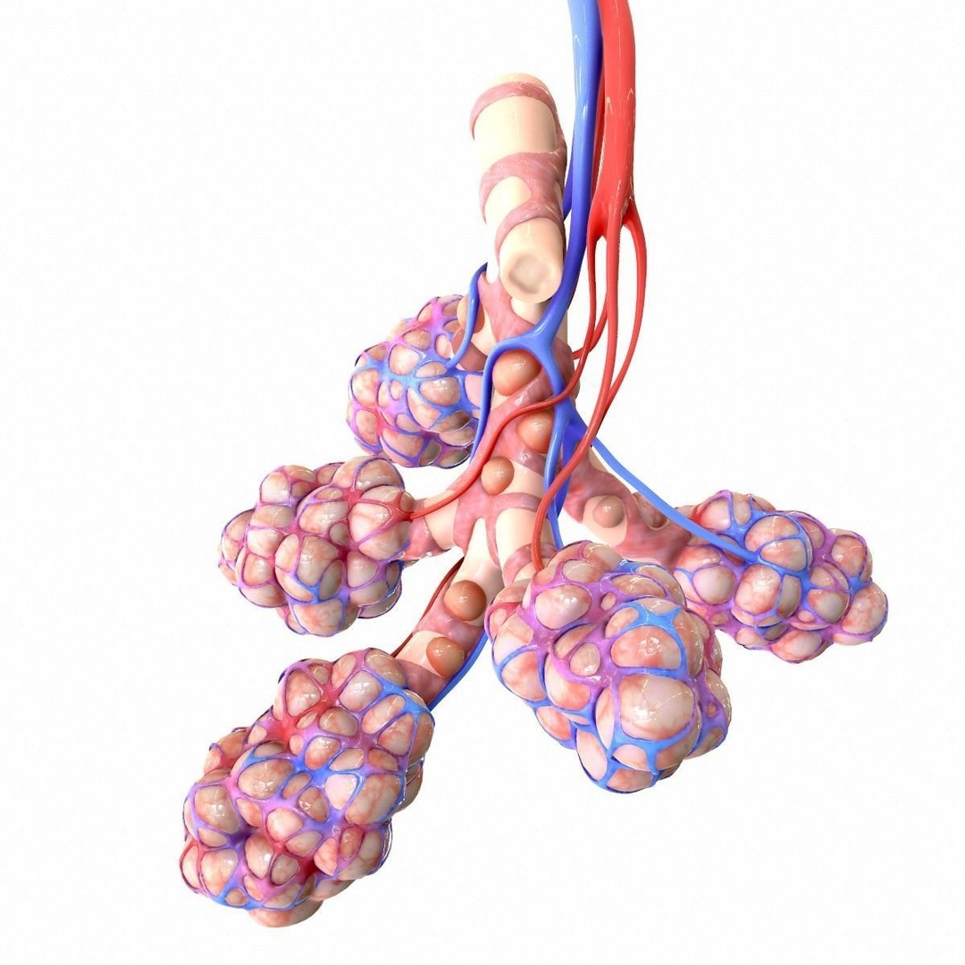 Realistic Human Bronchi Alveoli Anatomy 3D Model – PBR Medical Asset, FBX, OBJ - View 8