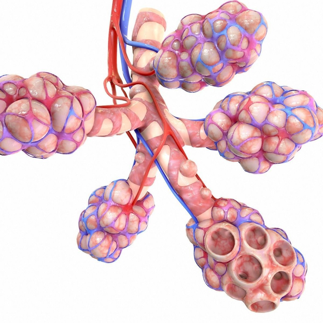 Realistic Human Bronchi Alveoli Anatomy 3D Model – PBR Medical Asset, FBX, OBJ - View 9