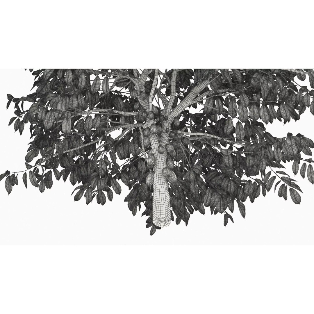 Theobroma Cocoa Tree 3D Model – High Poly PBR Asset for CGI - View 13