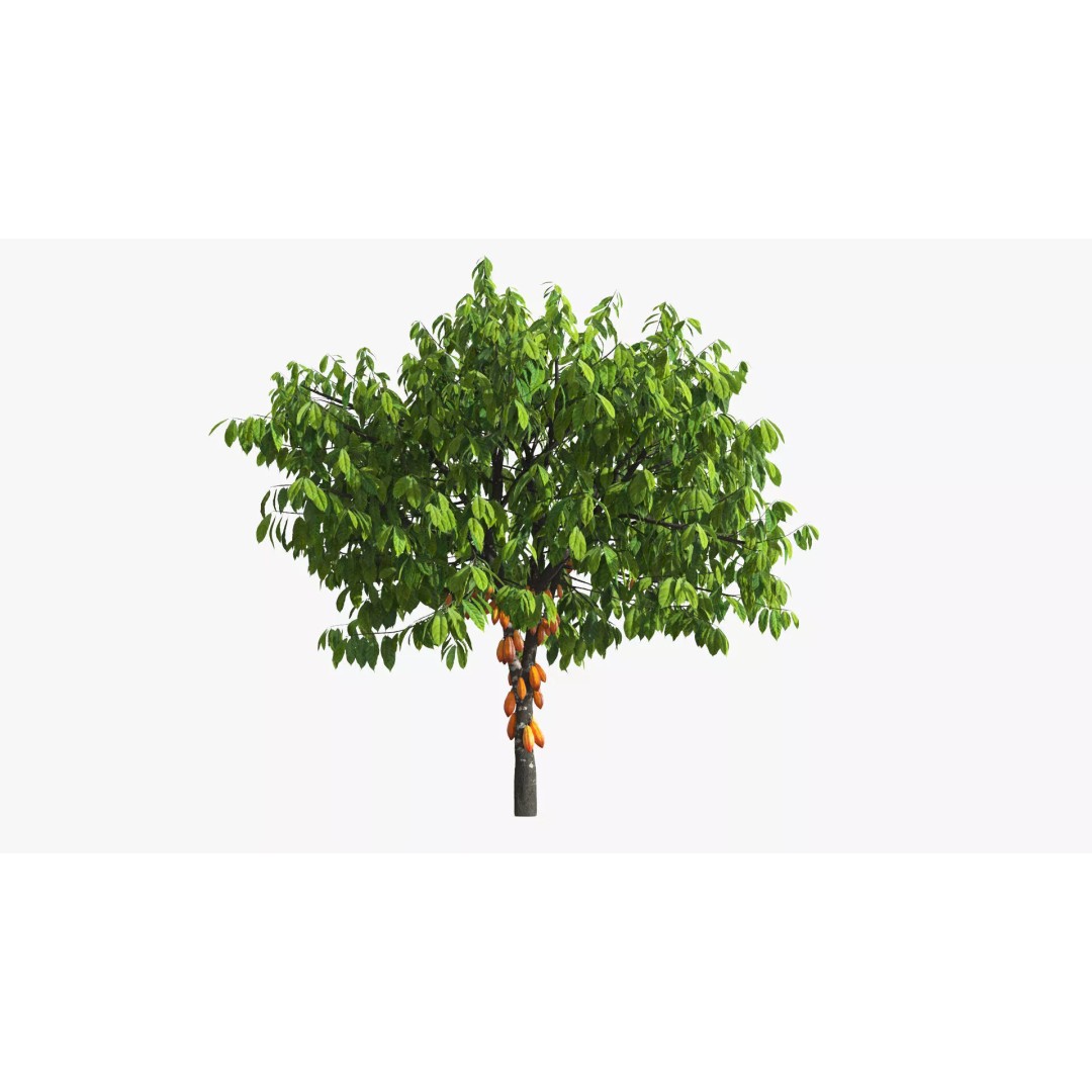 Theobroma Cocoa Tree 3D Model – High Poly PBR Asset for CGI - View 2