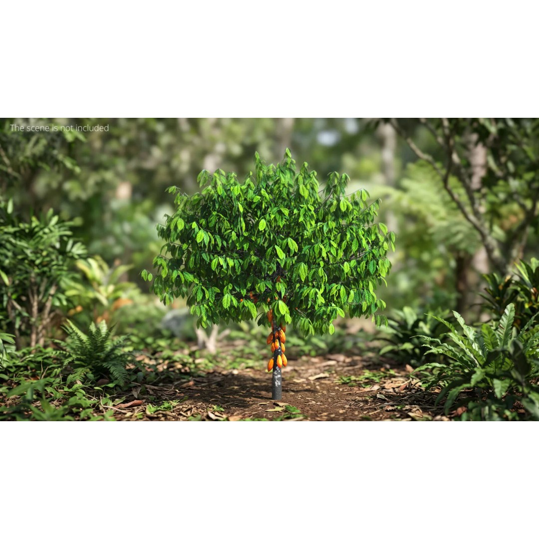Theobroma Cocoa Tree 3D Model – High Poly PBR Asset for CGI - View 3