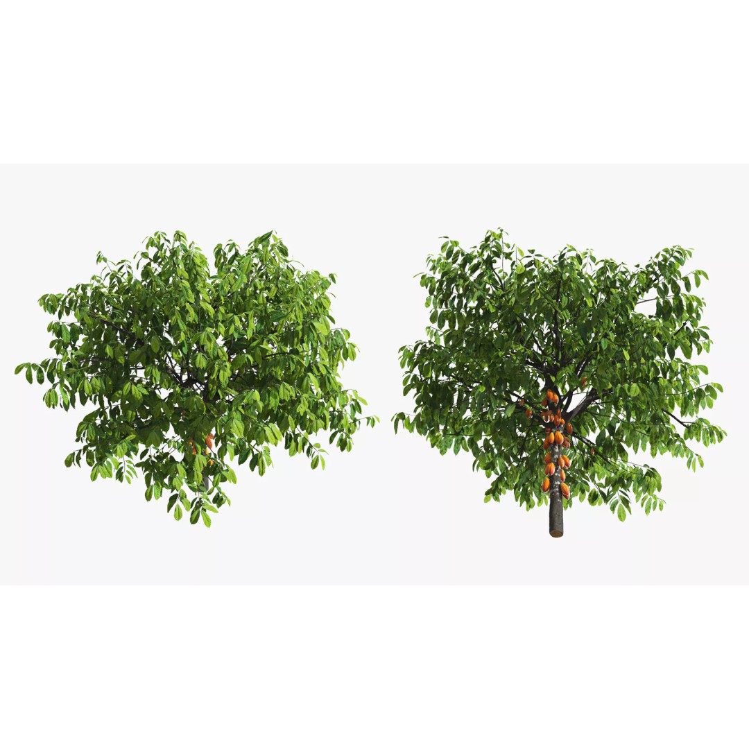 Theobroma Cocoa Tree 3D Model – High Poly PBR Asset for CGI - View 5