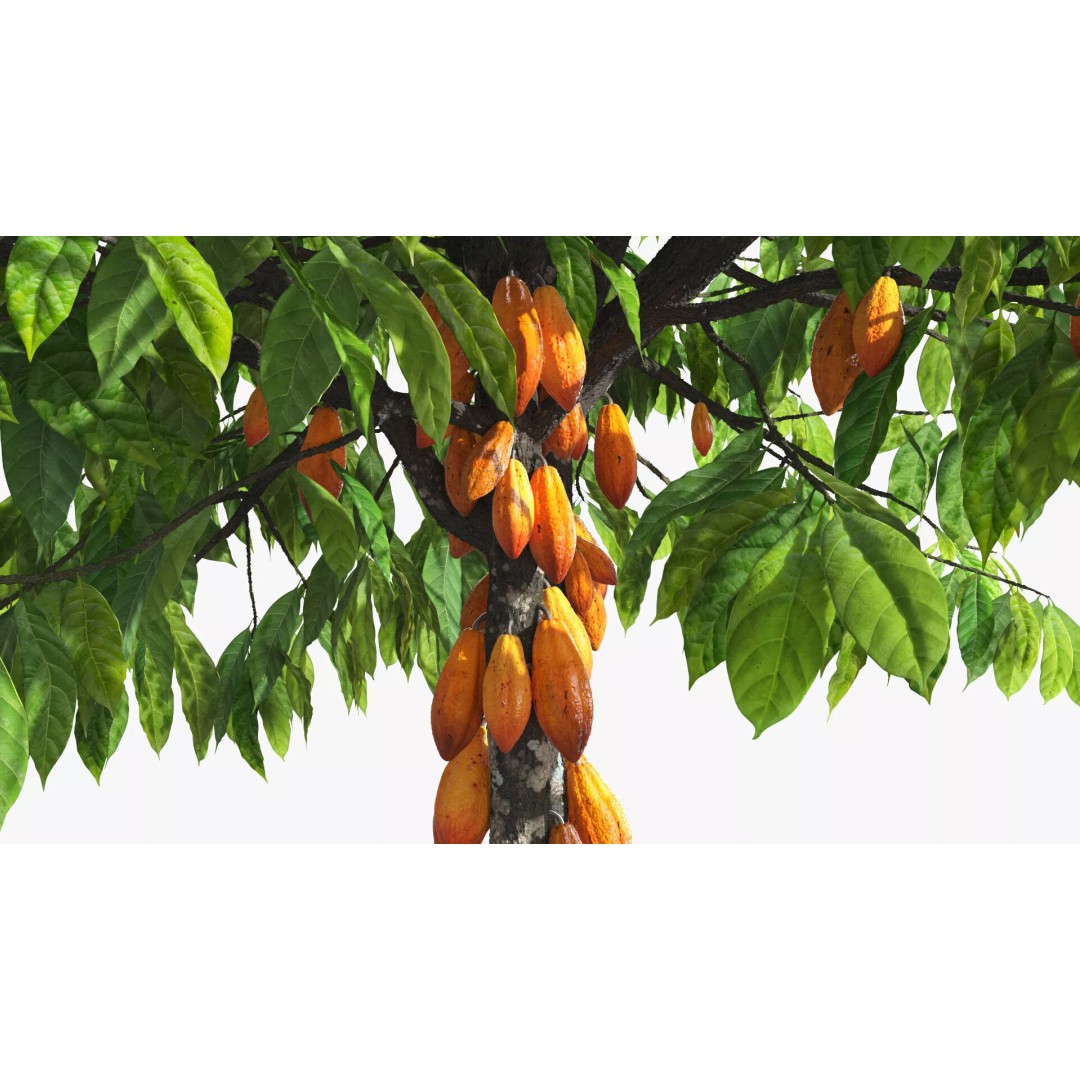 Theobroma Cocoa Tree 3D Model – High Poly PBR Asset for CGI - View 6