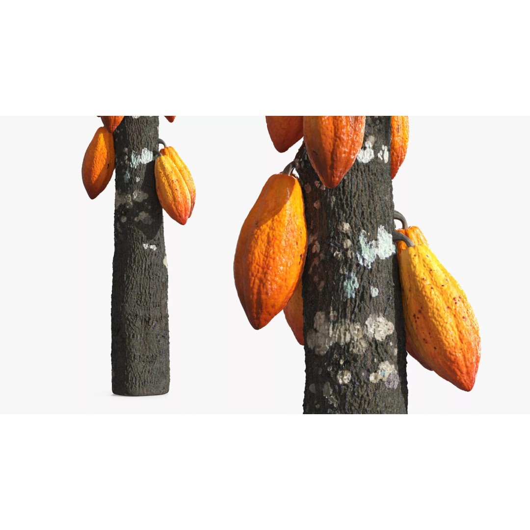 Theobroma Cocoa Tree 3D Model – High Poly PBR Asset for CGI - View 7