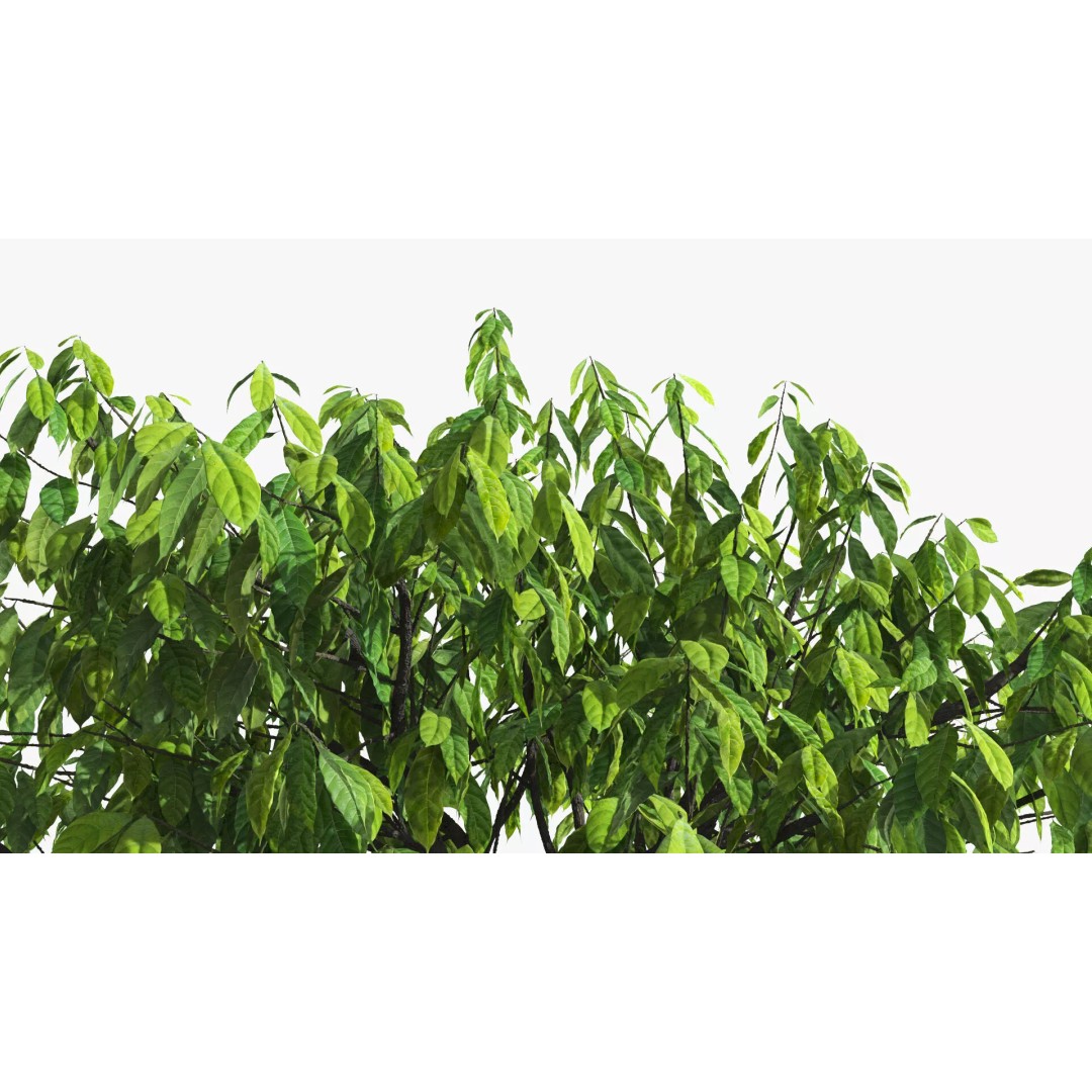 Theobroma Cocoa Tree 3D Model – High Poly PBR Asset for CGI - View 8