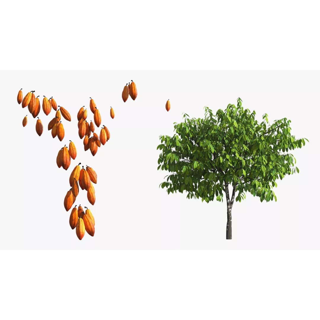Theobroma Cocoa Tree 3D Model – High Poly PBR Asset for CGI - View 9