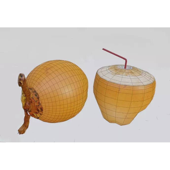 Realistic King Coconut 3D Model – Low Poly PBR Asset for Game Development - View 17