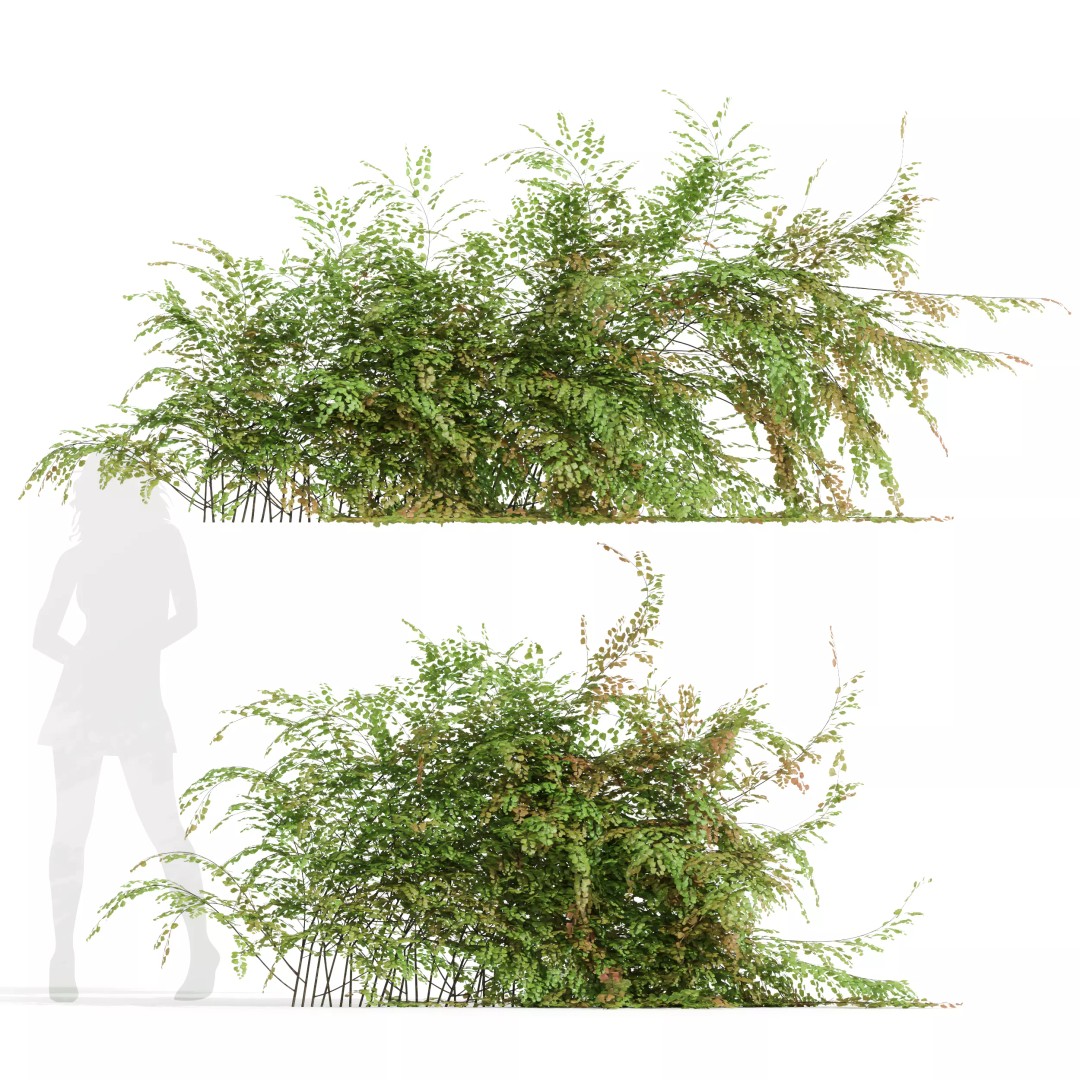 Adiantum Capillus Veneris Fern 3D Model – High Detail, Game Ready, Multiple Formats - View 2