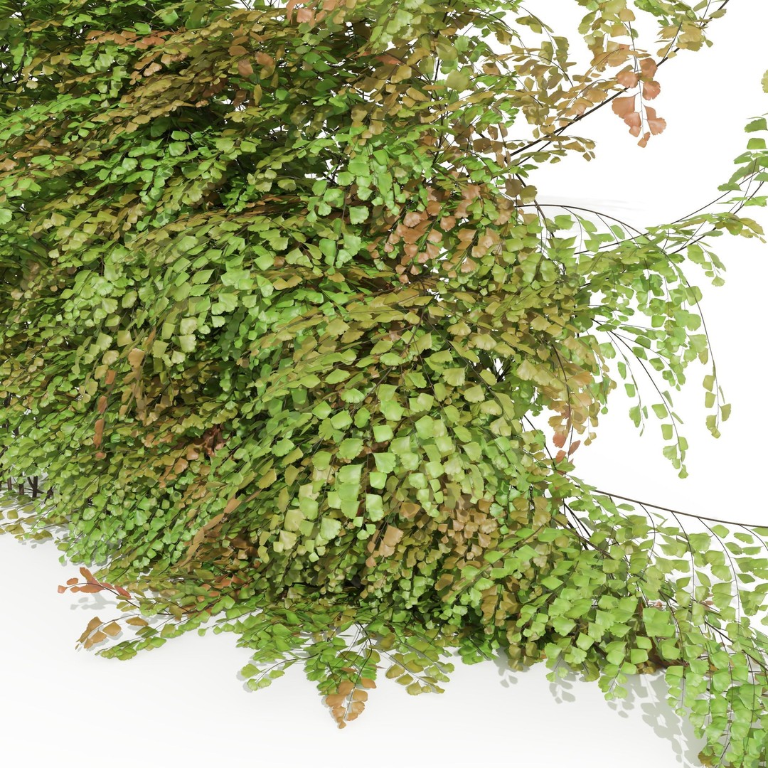Adiantum Capillus Veneris Fern 3D Model – High Detail, Game Ready, Multiple Formats - View 3