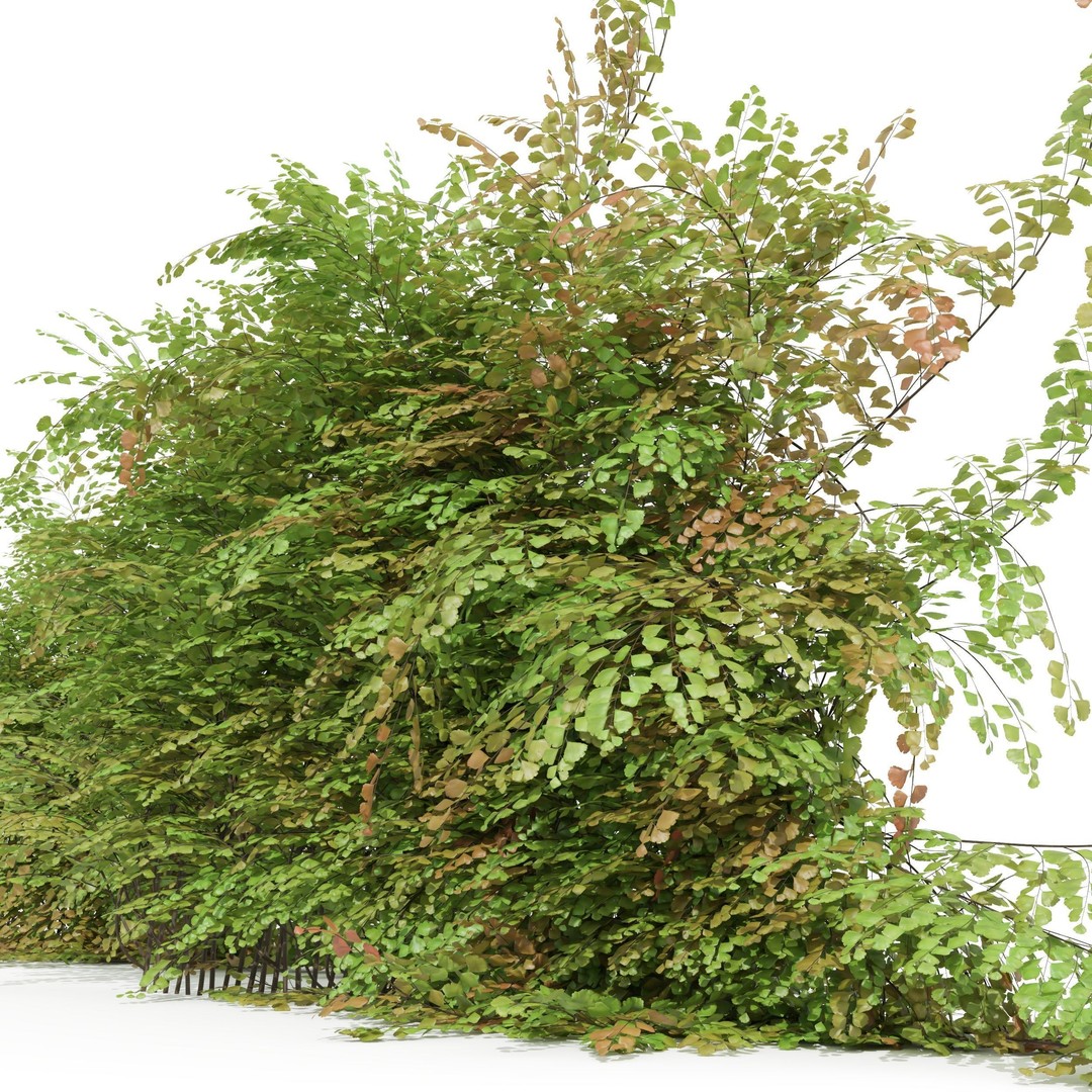 Adiantum Capillus Veneris Fern 3D Model – High Detail, Game Ready, Multiple Formats - View 4