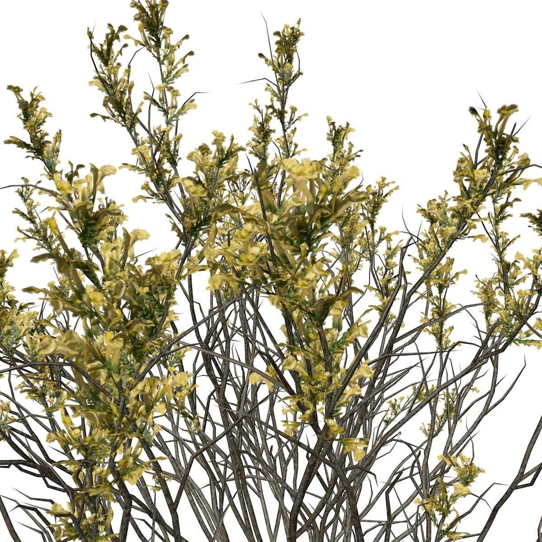 Broom Snakeweed 3D Model – Photorealistic Plant Asset, FBX