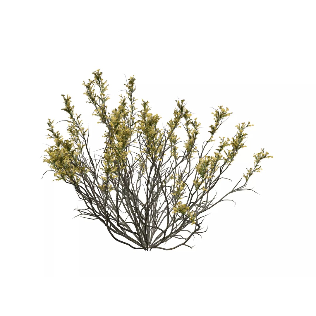 Broom Snakeweed 3D Model – Photorealistic Plant Asset, FBX - View 2