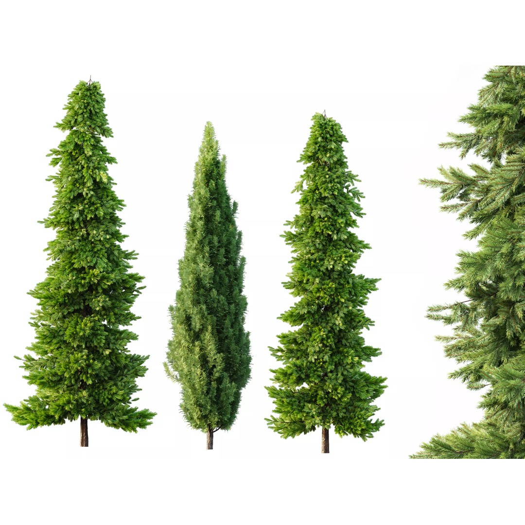 AV Spruce and Mediterranean Cypress 3D Model – Realistic Conifer Trees, FBX, OBJ - View 2