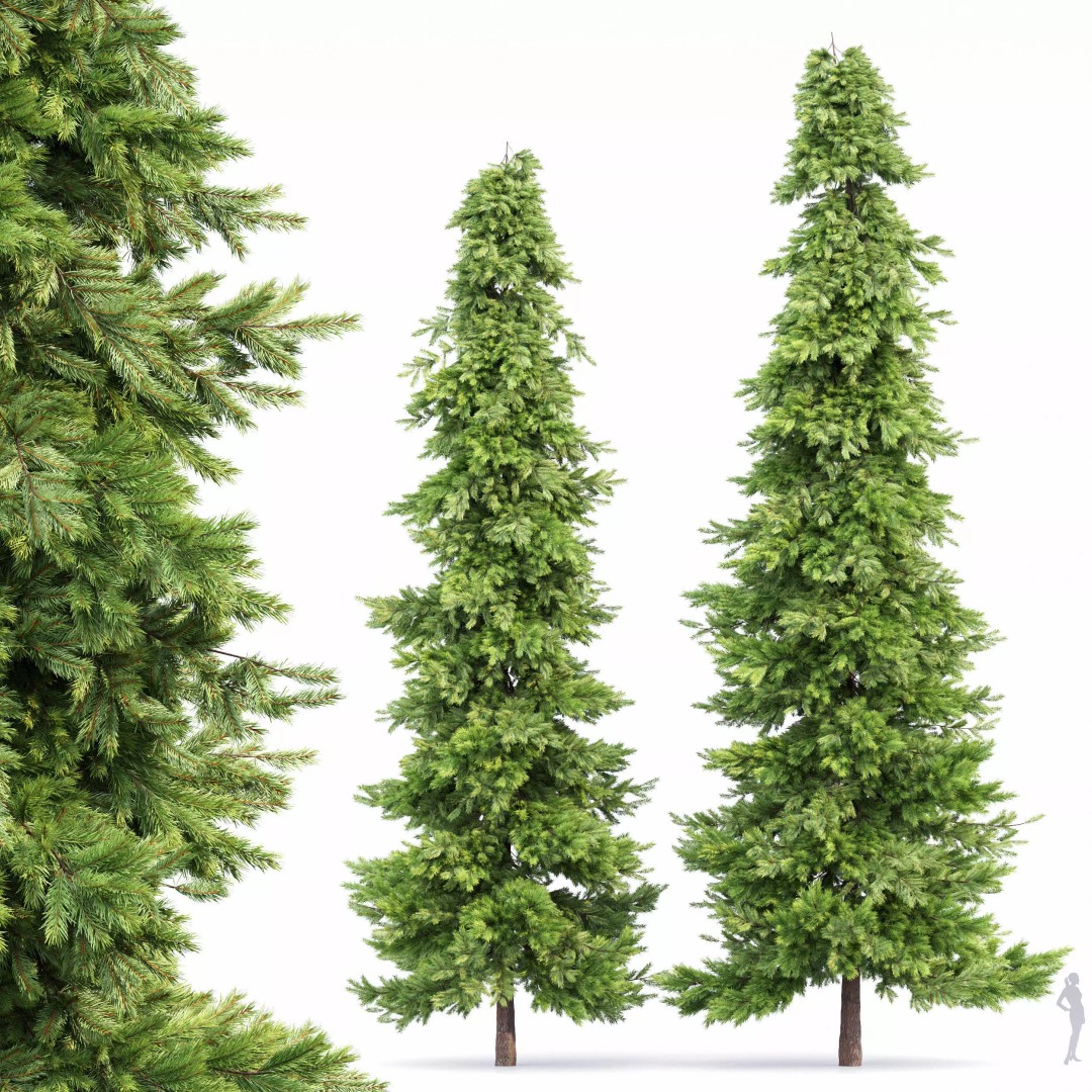 AV Spruce and Mediterranean Cypress 3D Model – Realistic Conifer Trees, FBX, OBJ - View 3