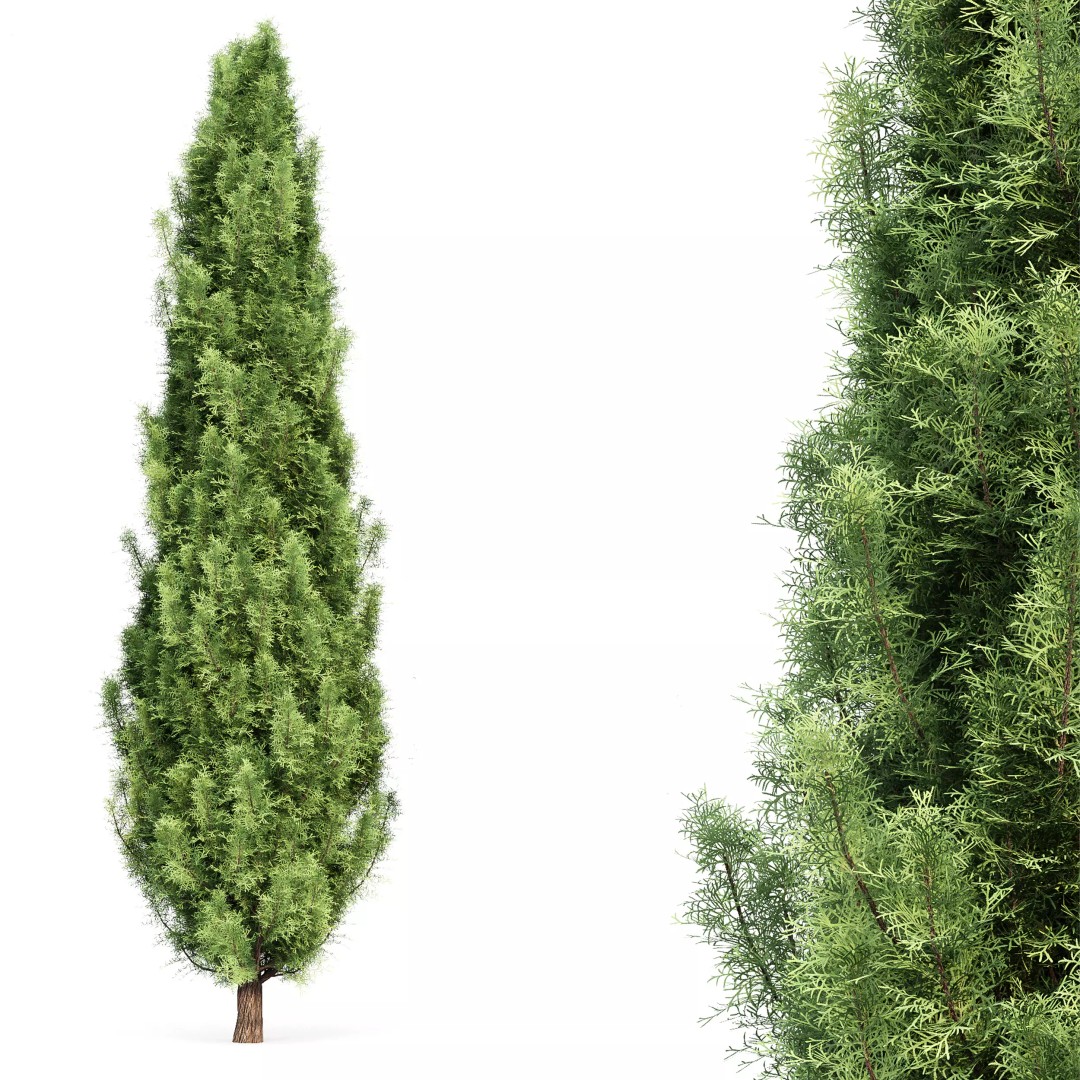 AV Spruce and Mediterranean Cypress 3D Model – Realistic Conifer Trees, FBX, OBJ - View 4
