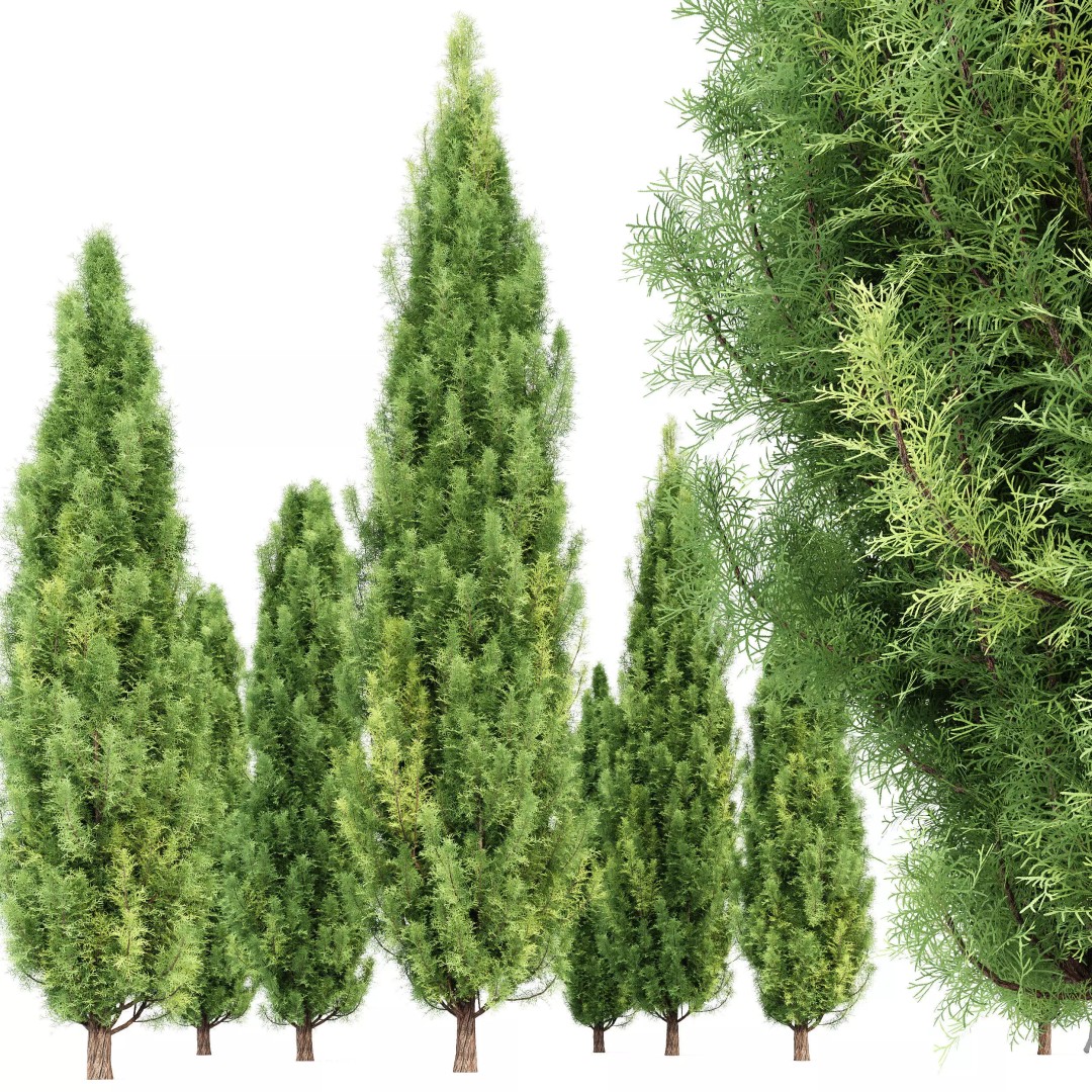 AV Spruce and Mediterranean Cypress 3D Model – Realistic Conifer Trees, FBX, OBJ - View 5