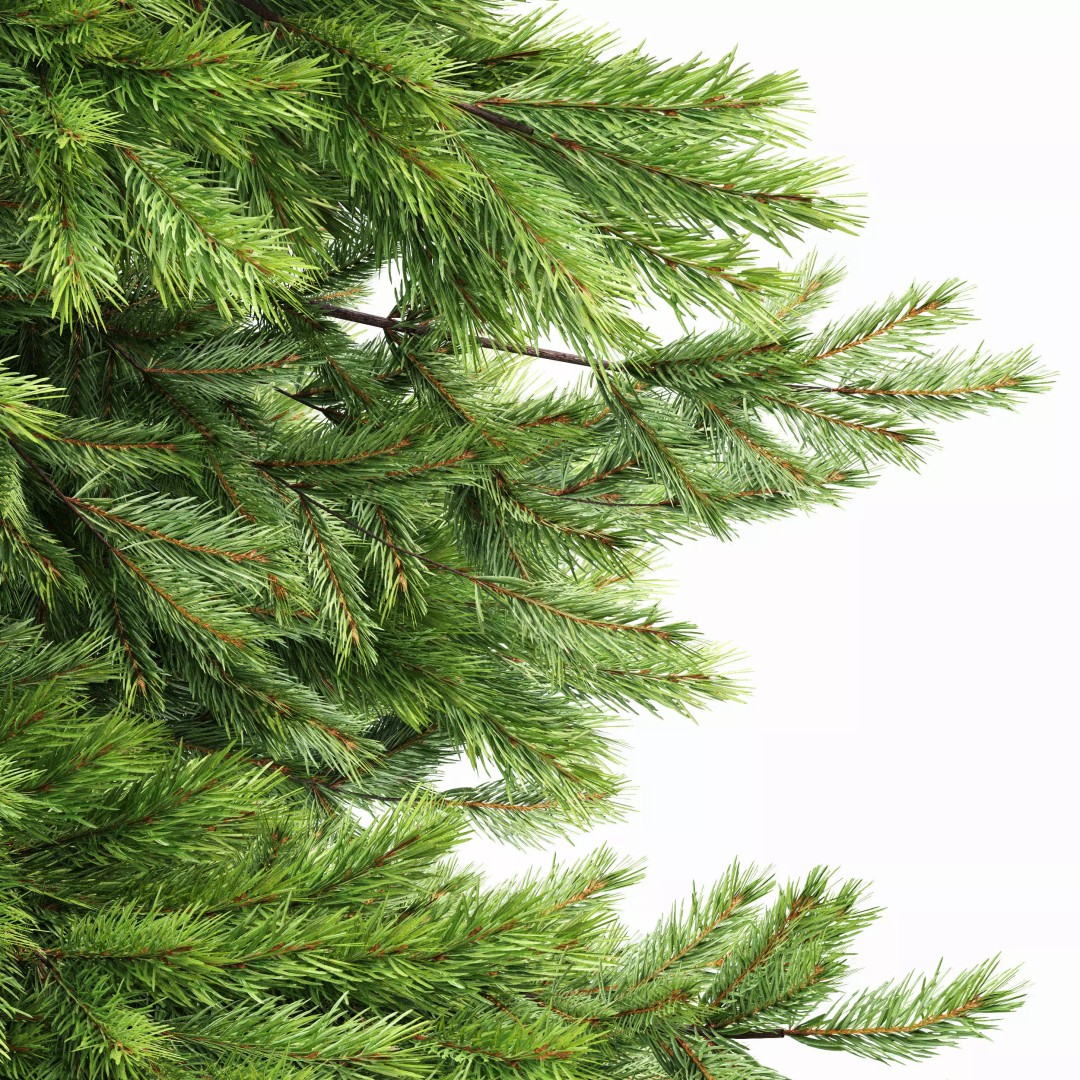 AV Spruce and Mediterranean Cypress 3D Model – Realistic Conifer Trees, FBX, OBJ - View 6