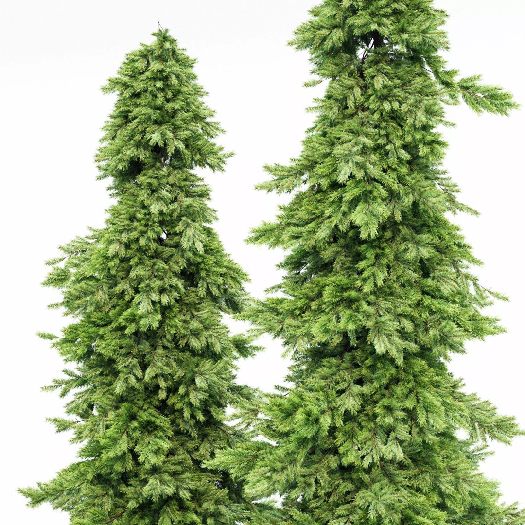 AV Spruce and Mediterranean Cypress 3D Model – Realistic Conifer Trees, FBX, OBJ - View 7