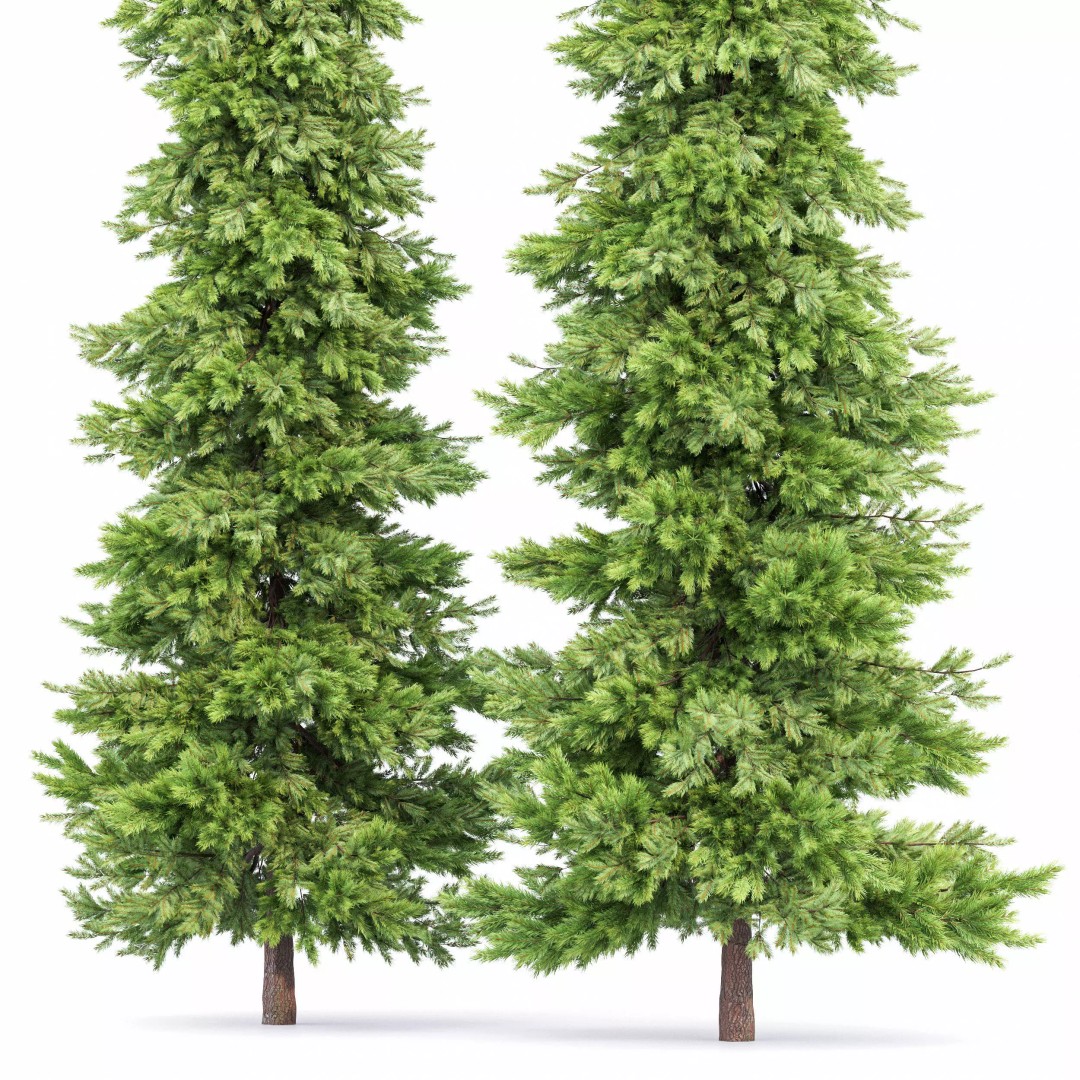 AV Spruce and Mediterranean Cypress 3D Model – Realistic Conifer Trees, FBX, OBJ - View 8