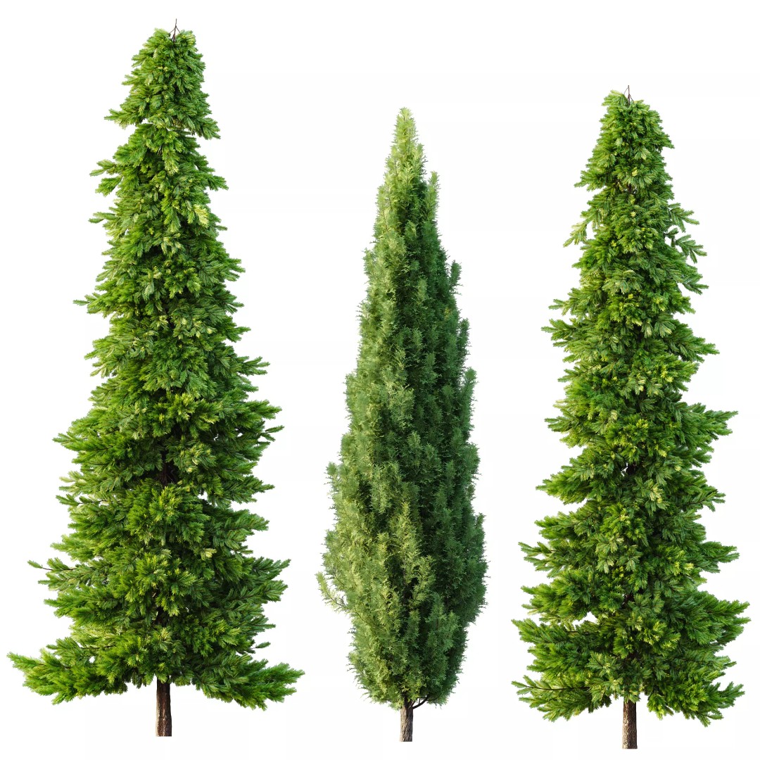 AV Spruce and Mediterranean Cypress 3D Model – Realistic Conifer Trees, FBX, OBJ - View 9