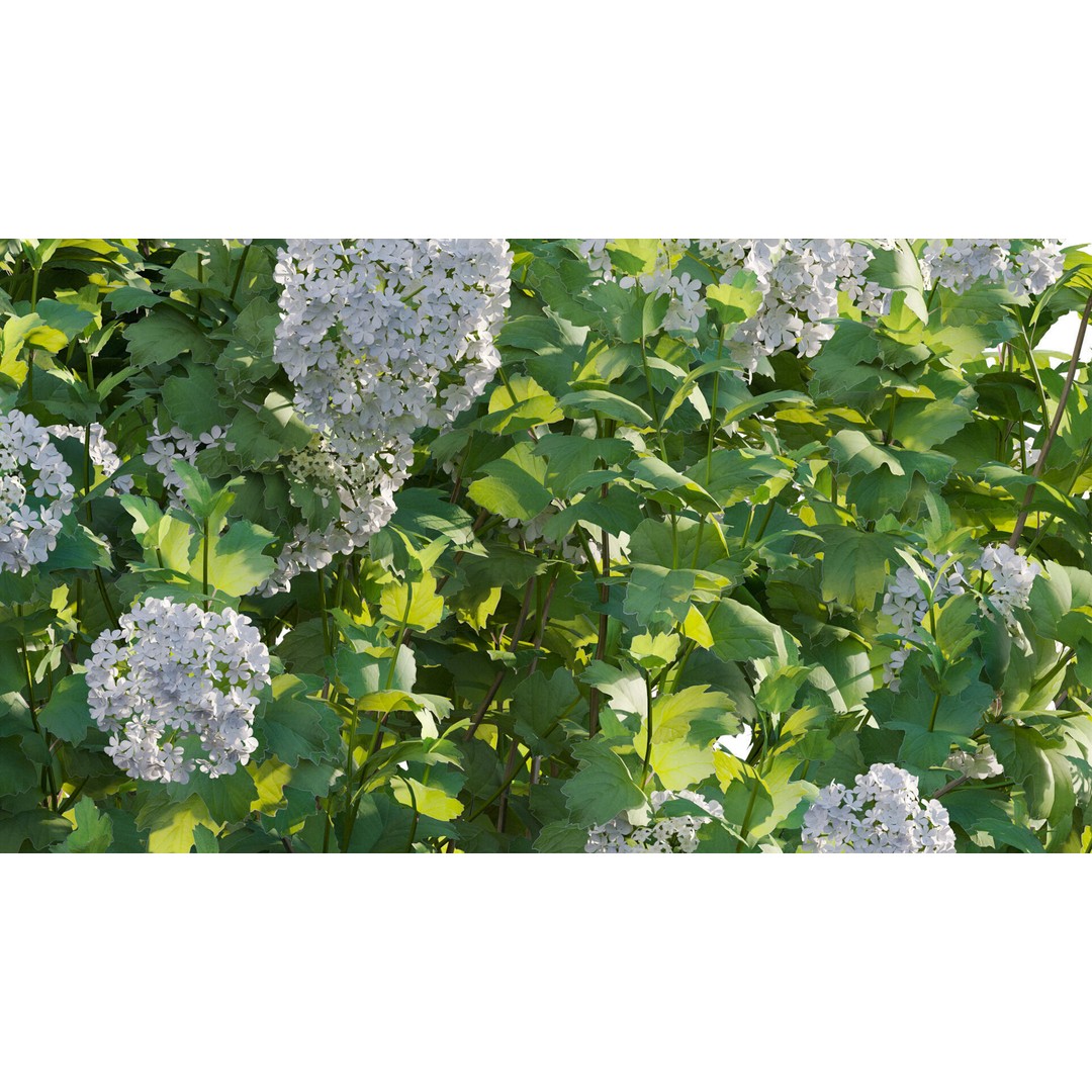Viburnum opulus Roseum 3D Model – PBR Bush Asset, FBX Format