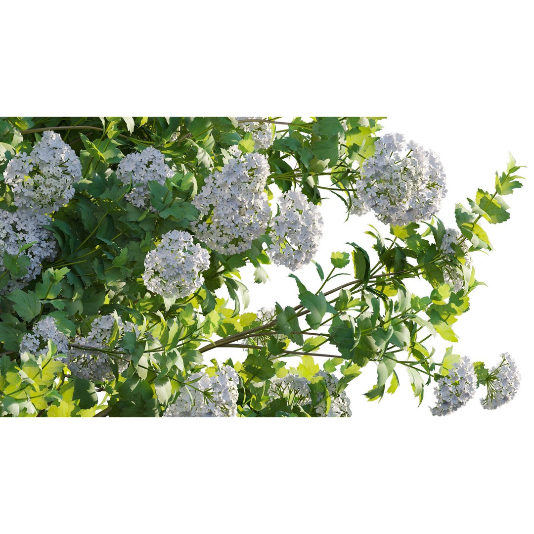 Viburnum opulus Roseum 3D Model – PBR Bush Asset, FBX Format - View 10