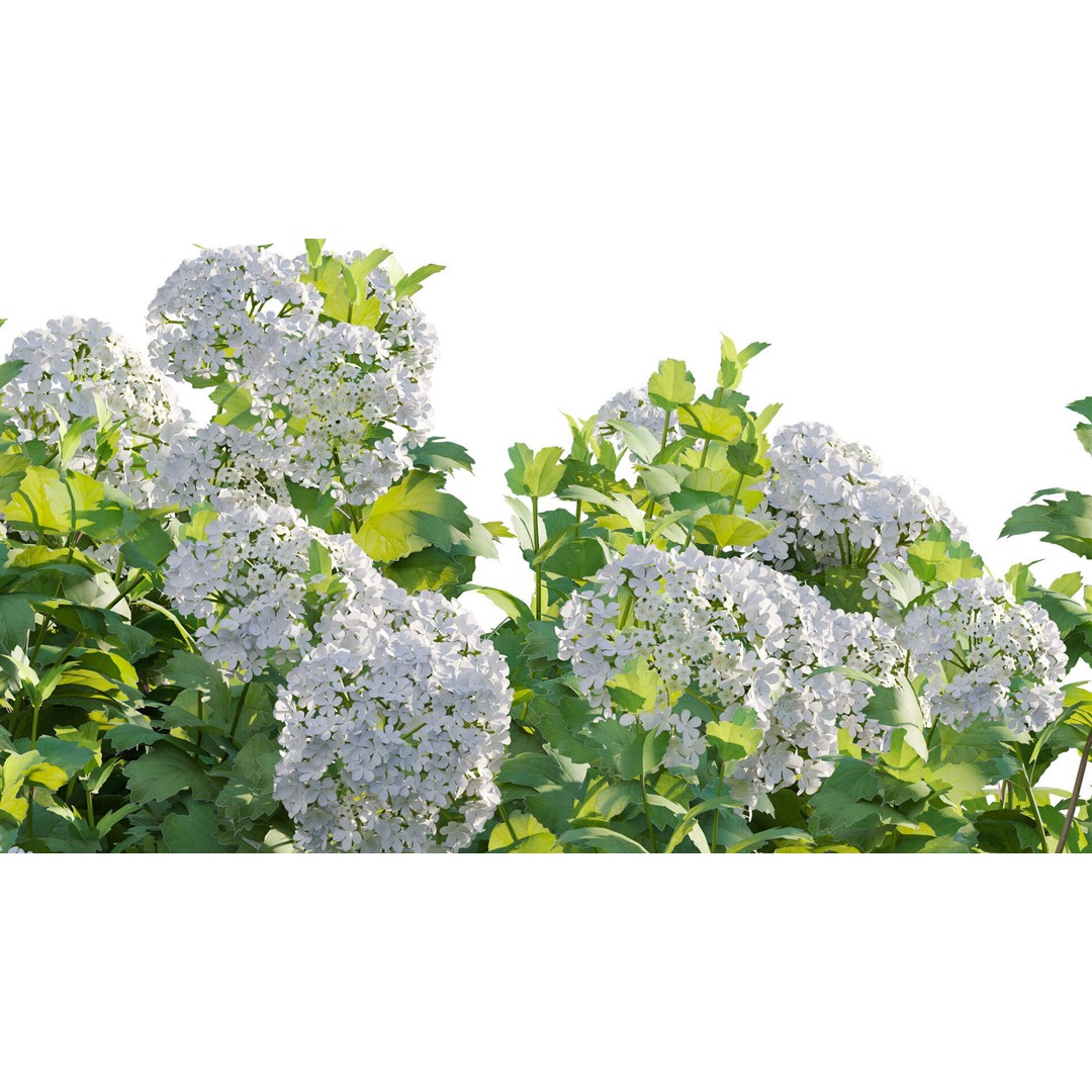 Viburnum opulus Roseum 3D Model – PBR Bush Asset, FBX Format - View 11