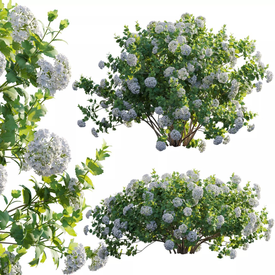 Viburnum opulus Roseum 3D Model – PBR Bush Asset, FBX Format - View 2