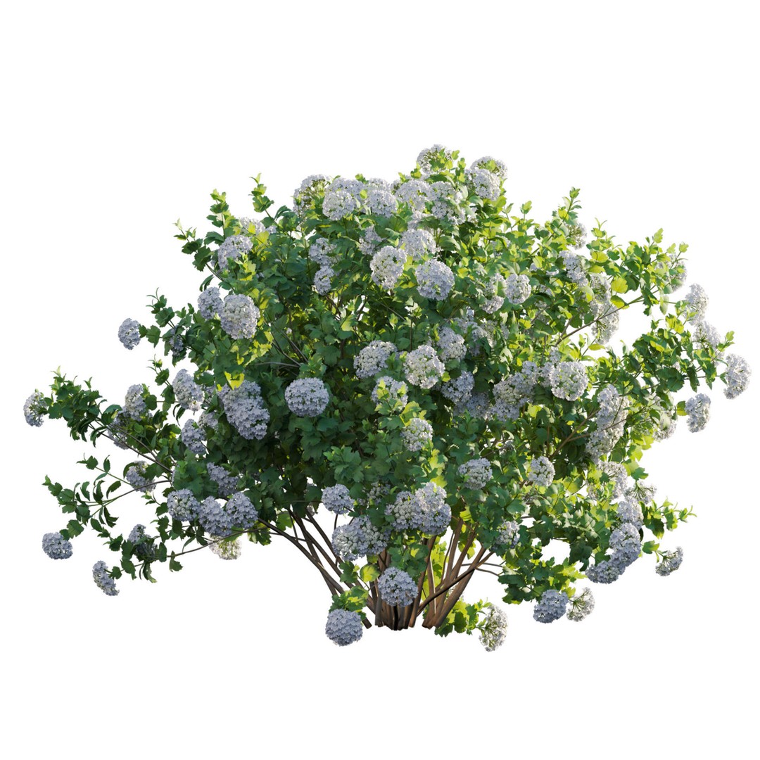 Viburnum opulus Roseum 3D Model – PBR Bush Asset, FBX Format - View 3