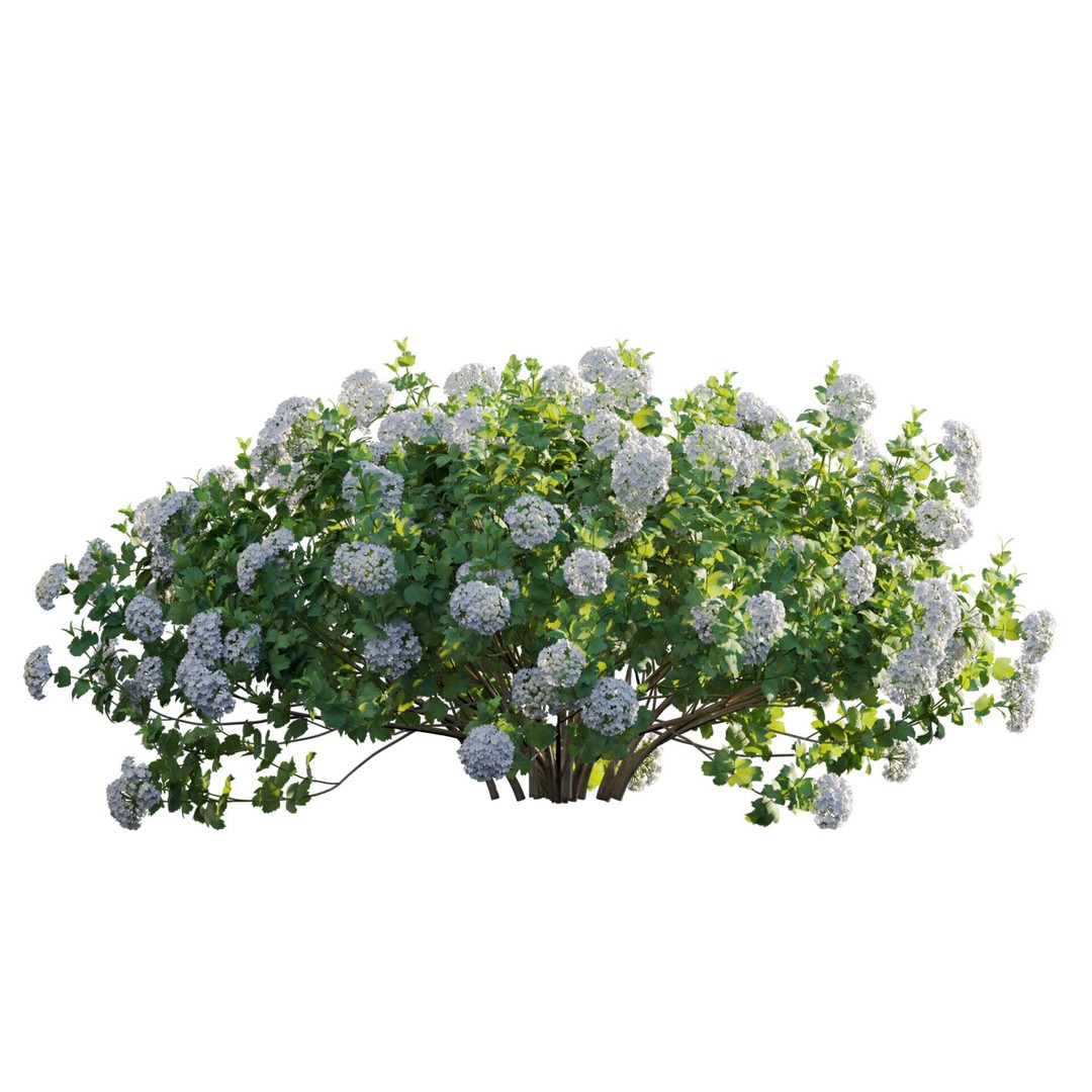 Viburnum opulus Roseum 3D Model – PBR Bush Asset, FBX Format - View 4