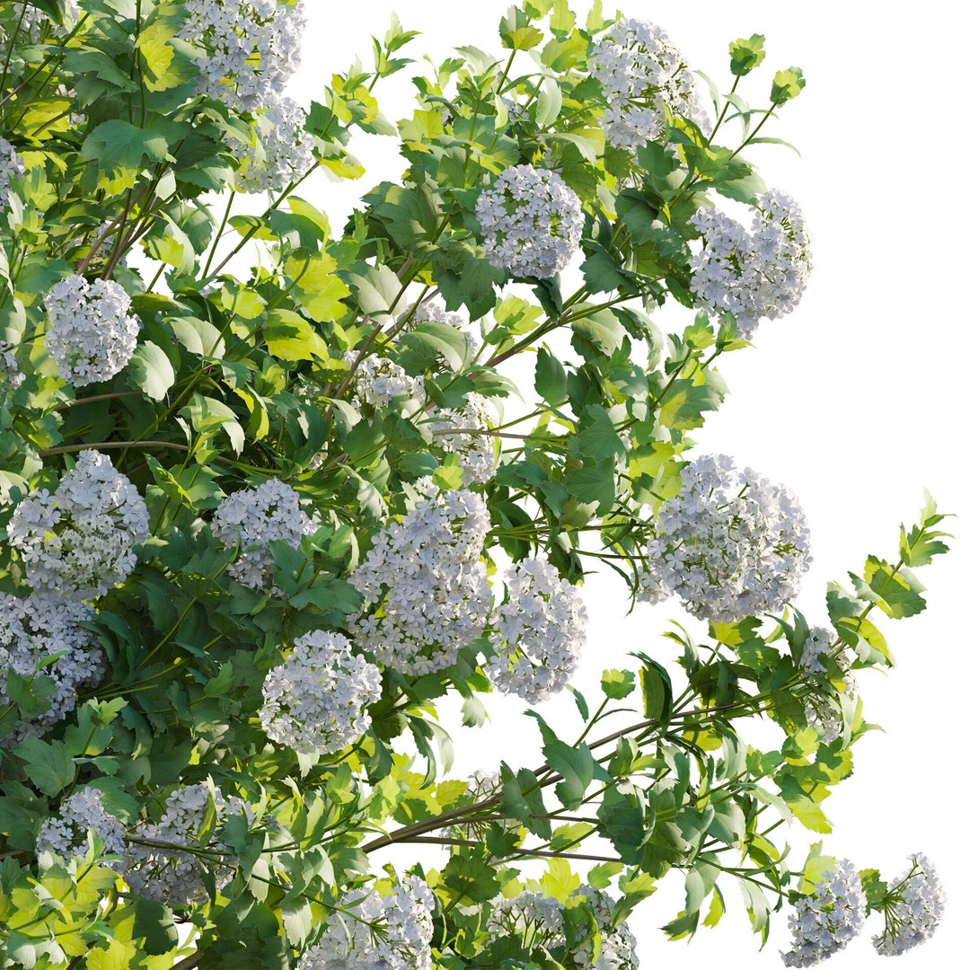 Viburnum opulus Roseum 3D Model – PBR Bush Asset, FBX Format - View 5