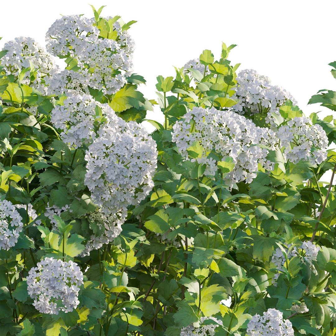 Viburnum opulus Roseum 3D Model – PBR Bush Asset, FBX Format - View 6
