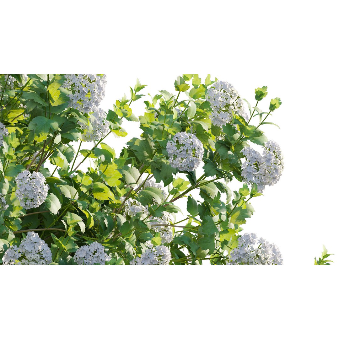 Viburnum opulus Roseum 3D Model – PBR Bush Asset, FBX Format - View 9