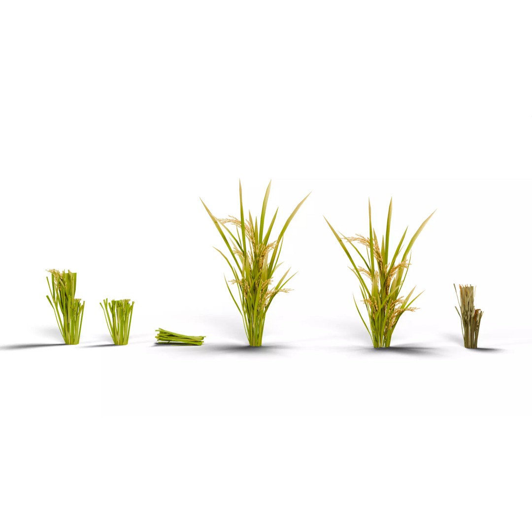 Rice Paddy Plant 3D Model – Realistic Agricultural Asset, FBX, OBJ - View 2