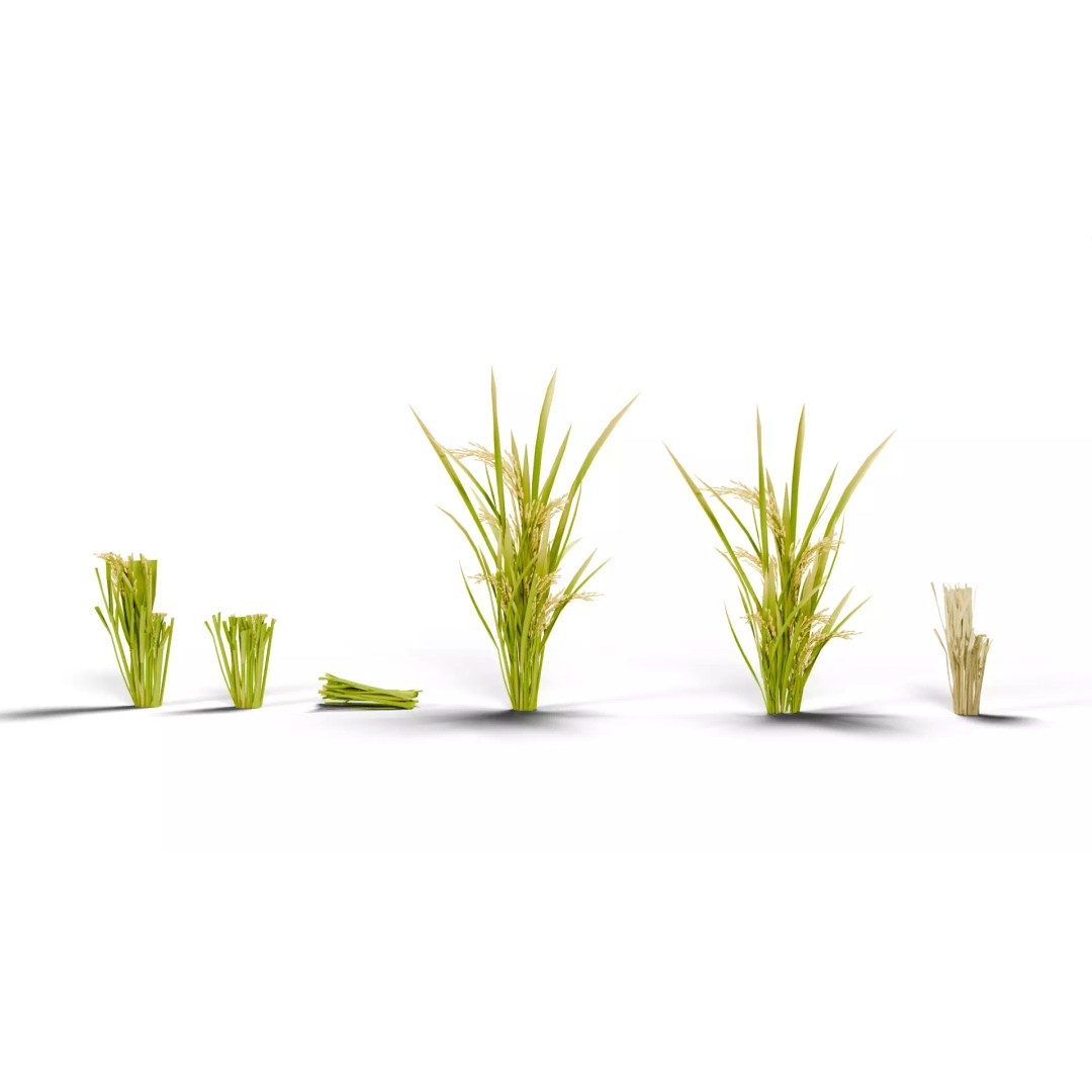 Rice Paddy Plant 3D Model – Realistic Agricultural Asset, FBX, OBJ - View 3