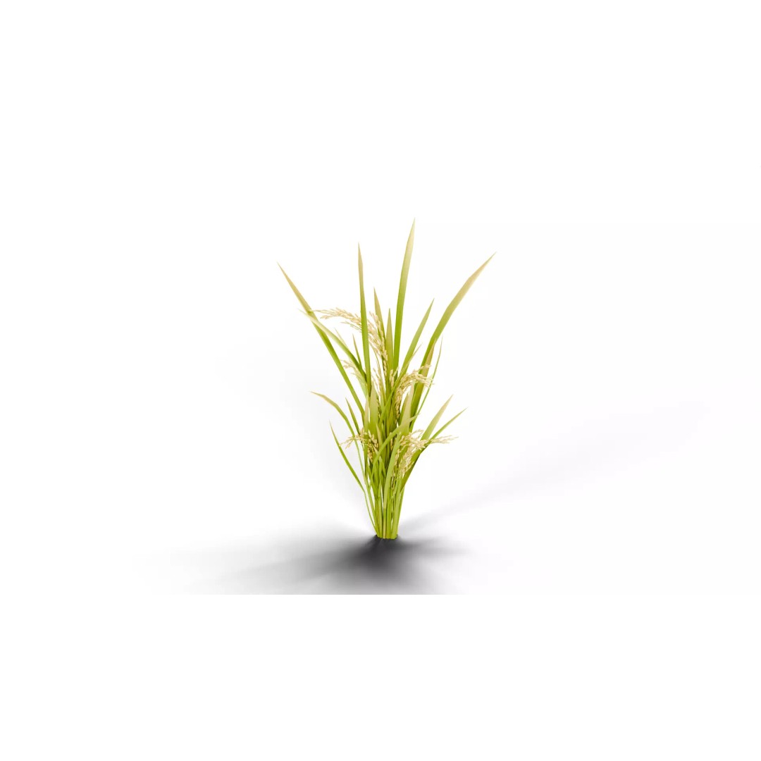 Rice Paddy Plant 3D Model – Realistic Agricultural Asset, FBX, OBJ - View 4