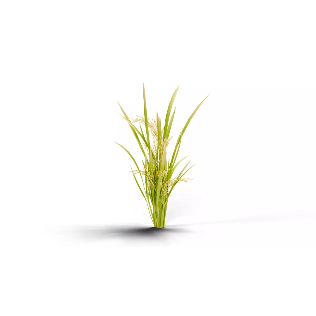 Rice Paddy Plant 3D Model – Realistic Agricultural Asset, FBX, OBJ - View 5