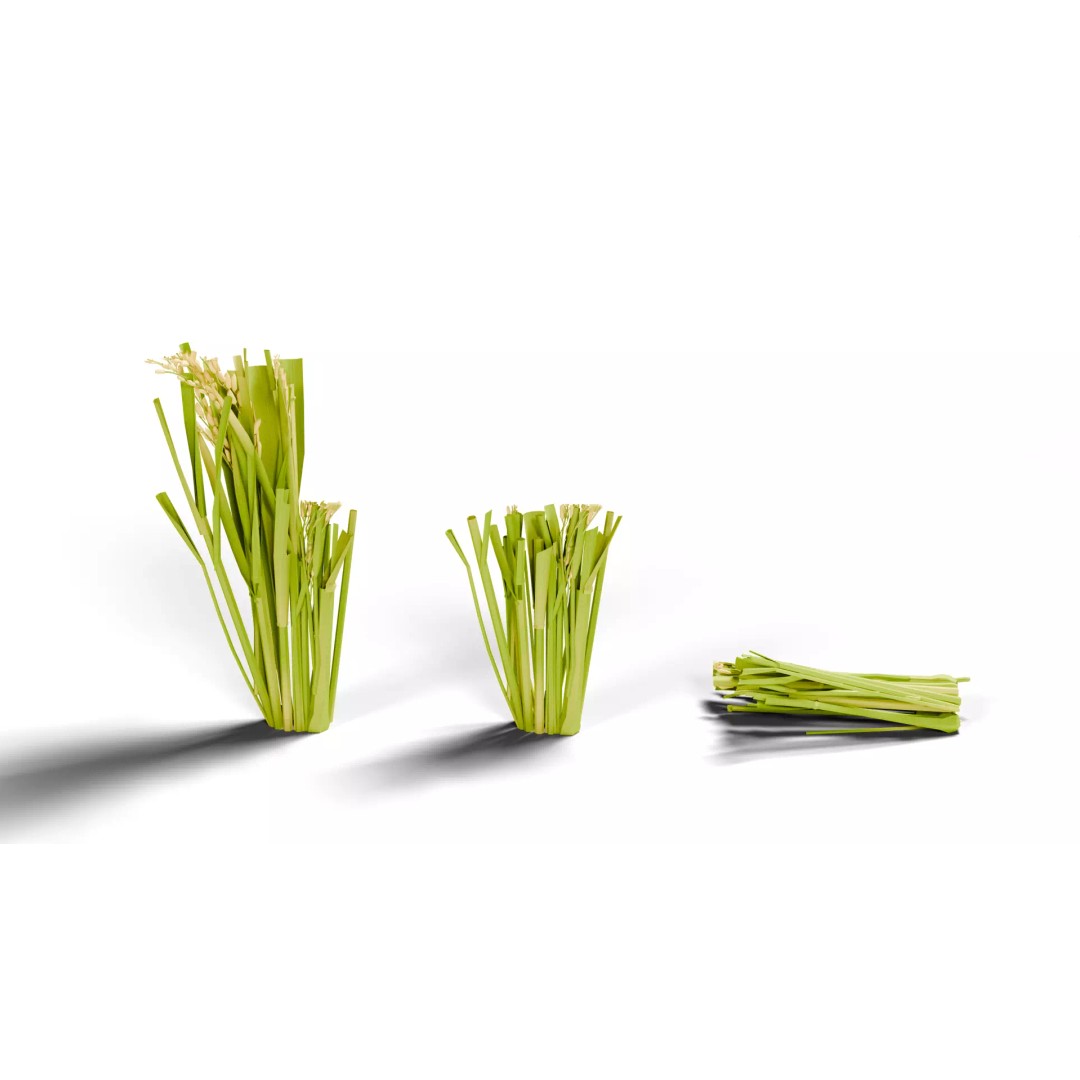 Rice Paddy Plant 3D Model – Realistic Agricultural Asset, FBX, OBJ - View 6